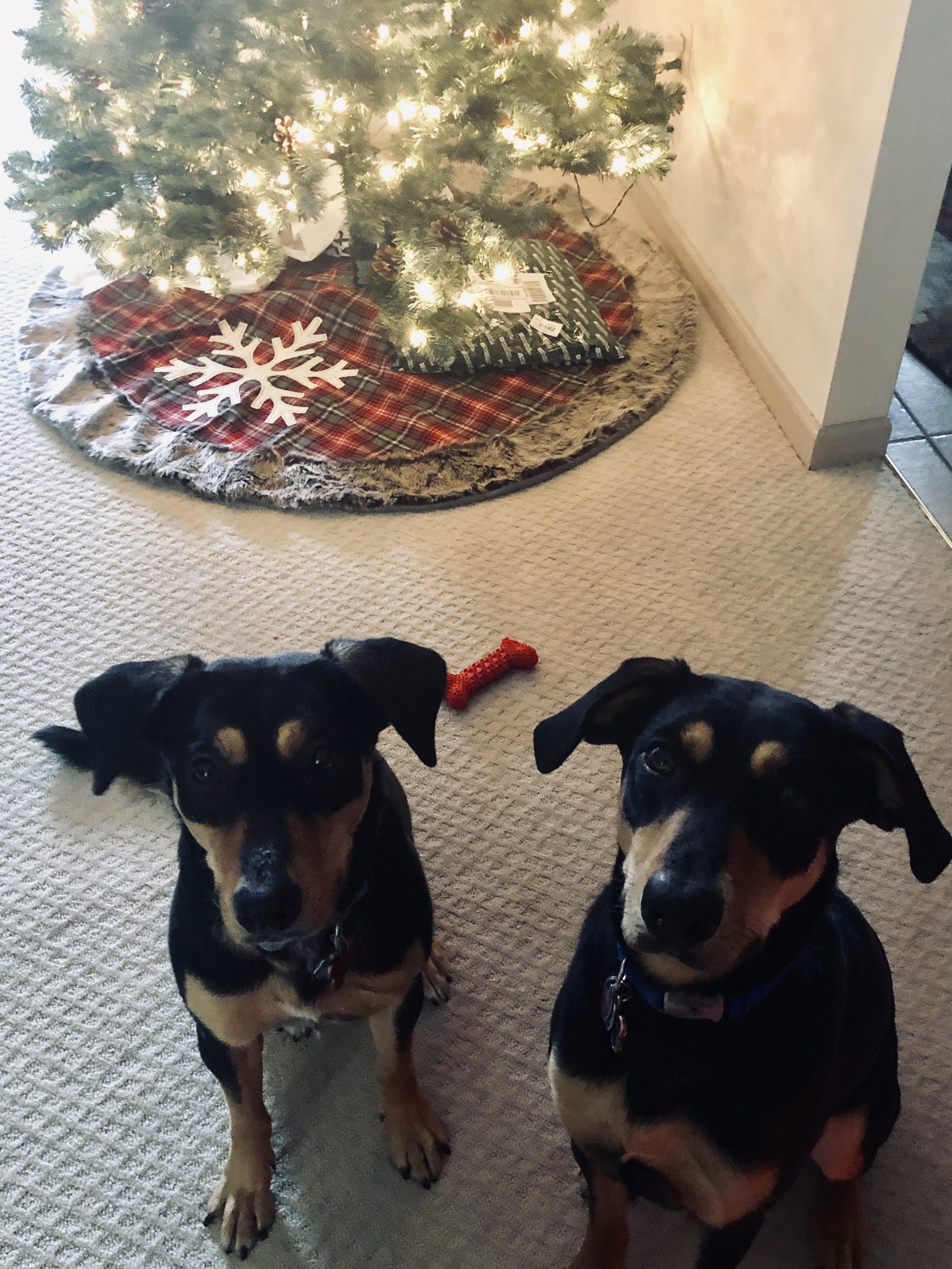 Our dogs Bambi and Lexi